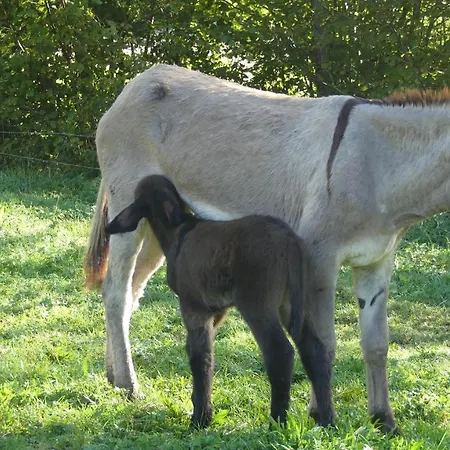 לינה וארוחת בוקר Source Nature